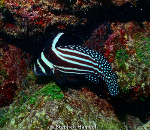 Spotted drumfish by Stephen Hamedl 